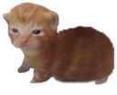 fatbert emote