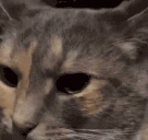 LOCKIN emote