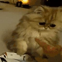 BrorCantUnderstandWhatsGoingOnHeDisappointed emote
