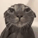 WetCat emote