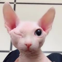 binguswinkus emote
