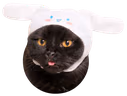 Sanrio_cat emote