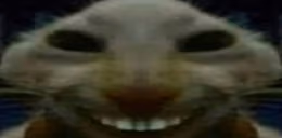 xddStare emote