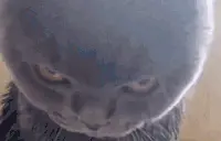 mad emote