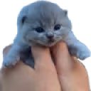 uppie emote