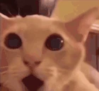 OMGG emote