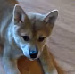 CE_DoggoBite emote