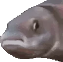 fishJam emote