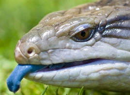 BlueTongueSkink emote