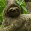 Scratch emote