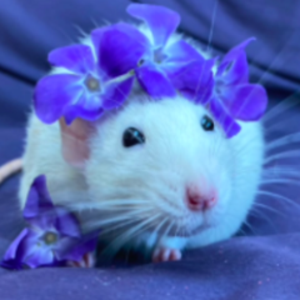 rogue_fat_rat avatar