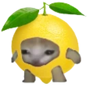 lemoncat emote