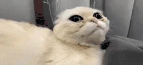 meow emote