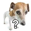 dogQ emote