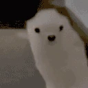 HedgehogDance emote