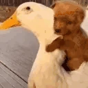 huggies emote