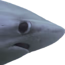 nervous_shark emote