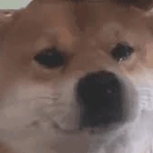 DogeSad emote