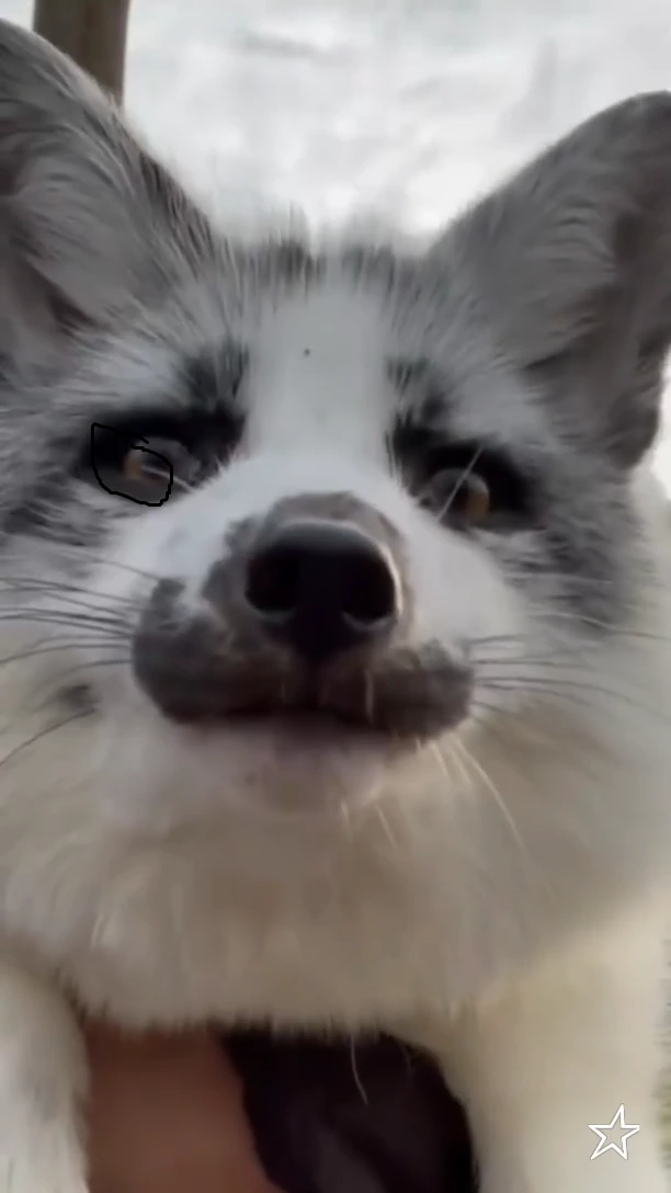 Fox emote