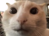 aha31 emote
