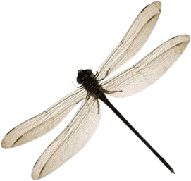 dragonfly emote