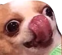 Dog_Yum_Yummy emote