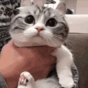 speechless emote