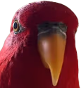 Red_Birb_Stare emote