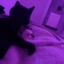 CatCuddle emote