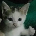 Okayge emote