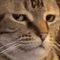 Cat_Bruh emote