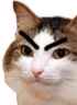 kiisu_mad emote
