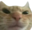 shityourself emote