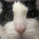 AngyCarStare emote