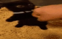 fek emote