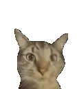 catJAM emote