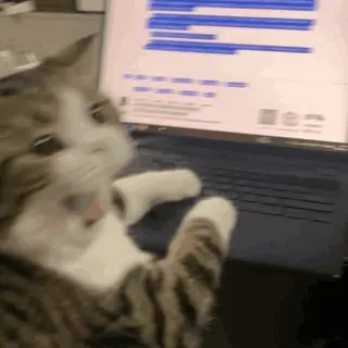 PanicCatto emote