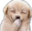 Puppy_Giggles emote