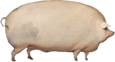 BROTHER emote