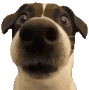 DOGSTARE emoji
