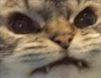 Grrr emote