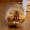 CATCOMINGTOKILLYOU animated emote