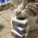 Mahjong animated emote