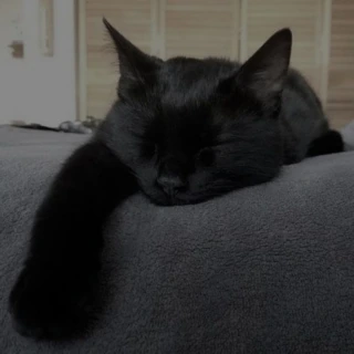 xan emote