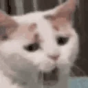 tiredCat emote