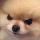 Doggy_Mad emote