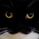 MaxwellLookingAtYourTempleOfFlesh emote