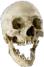 skull_pog emote