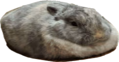 BONNY emote