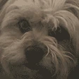 DogBark emote